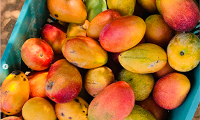 mango basket<br />
